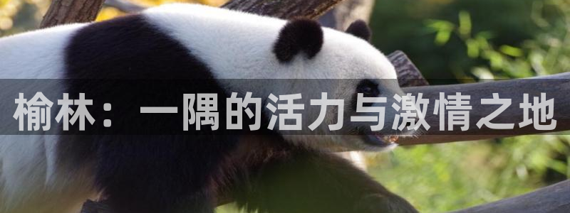 一竞技官方正版app五金厂：榆林：一隅的活力与激情之地