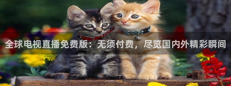 360直播免费观看球赛最新消息：全球电视直播免费版：无须付费，尽览国内外精彩瞬间